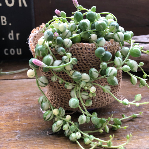 斑入りグリーンネックレス♡マーブル♡多肉植物♡垂れ下がり♡ アート