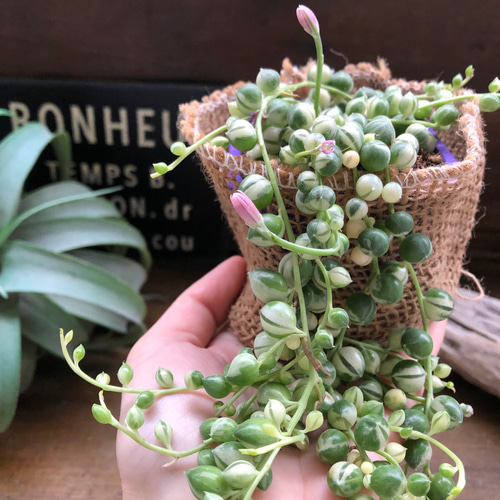 マーブルネックレス 斑入りグリーンネックレス 多肉植物 カット苗 斑入りグリーンネックレス♡マーブル♡多肉植物♡垂れ下がり