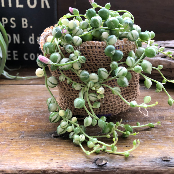 マーブルネックレス 斑入りグリーンネックレス 多肉植物 カット苗 グリーンネックレス カット苗 多肉植物 マーブルネックレス 斑入り