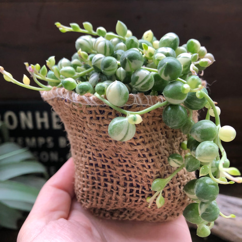 斑入りグリーンネックレス♡マーブル♡多肉植物♡垂れ下がり