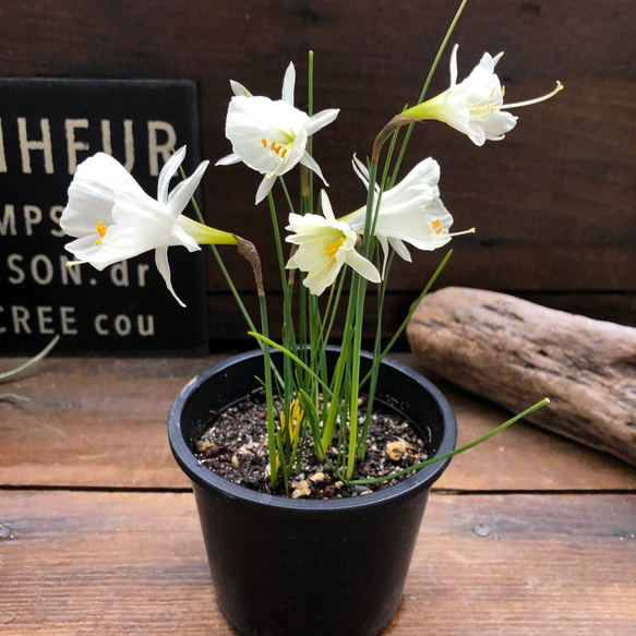 バルボコディウム♡水仙♡原種♡透き通る花♡♡毎年大きく♡観葉植物♡ガーデニング 1枚目の画像