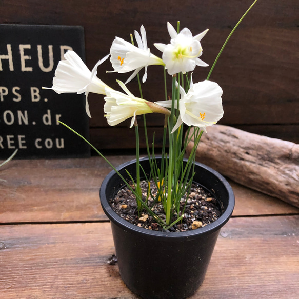 バルボコディウム♡水仙♡原種♡透き通る花♡♡毎年大きく♡観葉植物♡ガーデニング 3枚目の画像