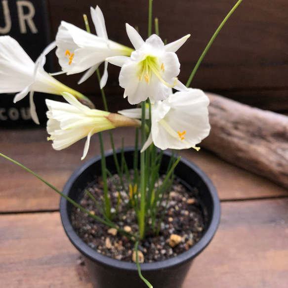 バルボコディウム♡水仙♡原種♡透き通る花♡♡毎年大きく♡観葉植物♡ガーデニング 5枚目の画像