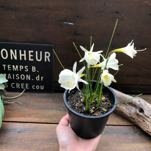 バルボコディウム♡水仙♡原種♡透き通る花♡♡毎年大きく♡観葉植物♡ガーデニング 8枚目の画像