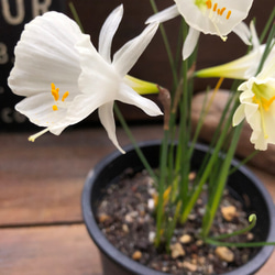 バルボコディウム♡水仙♡原種♡透き通る花♡♡毎年大きく♡観葉植物♡ガーデニング 9枚目の画像