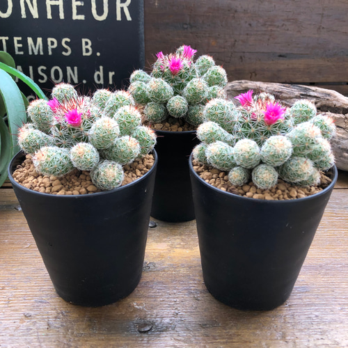 赤花銀手毬♡サボテン♡多肉植物♡インテリア アートフラワー