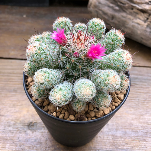 赤花銀手毬♡サボテン♡多肉植物♡インテリア アートフラワー