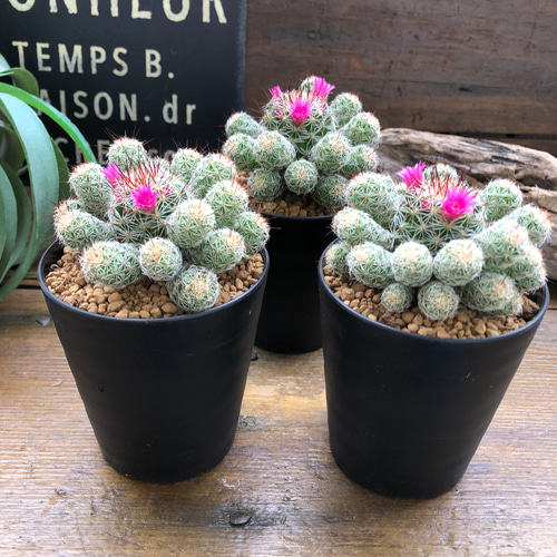 サボテン 赤花銀手毬 大型カキコ 開花中 C 押しまくり