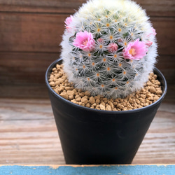 カルメナエ♡可愛い♡ふわふわサボテン♡花付き♡マミラリア 4枚目の画像