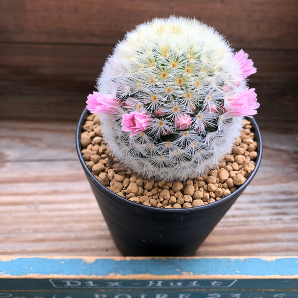 カルメナエ♡可愛い♡ふわふわサボテン♡花付き♡マミラリア 9枚目の画像