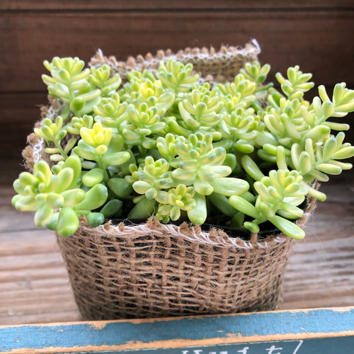 斑入りタイトゴメ♡希少♡セダム♡多肉植物 アートフラワー パリ 