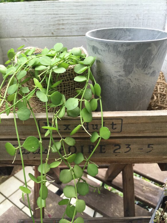 売れ筋最安値 ディスキディア 2種セット インテリア・住まい・小物