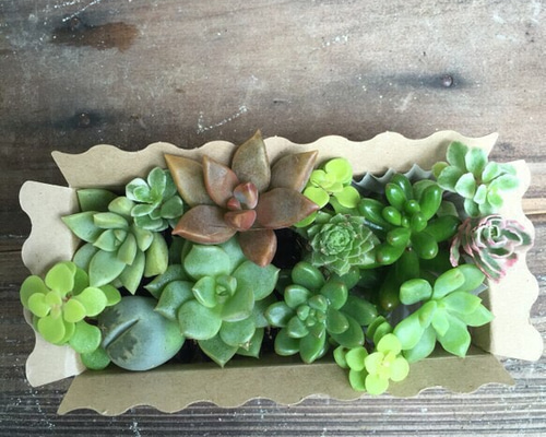 大人気☆多肉植物☆BOX☆説明書付き！初心者歓迎☆多肉のカット苗