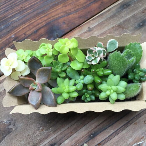大人気☆多肉植物☆BOX☆説明書付き！初心者歓迎☆多肉のカット苗