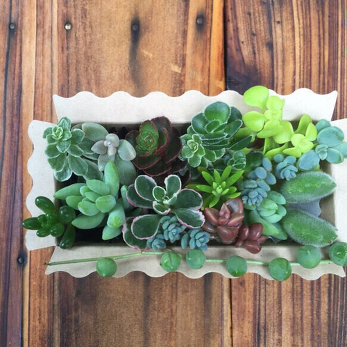 大人気☆多肉植物☆BOX☆説明書付き！初心者歓迎☆多肉のカット苗