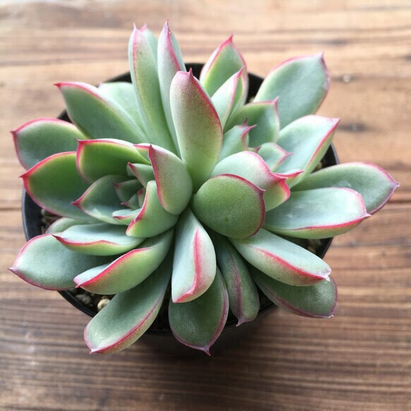 SALE♡花うらら♡エケベリア♡多肉植物♡ガーデニング♡インテリア 