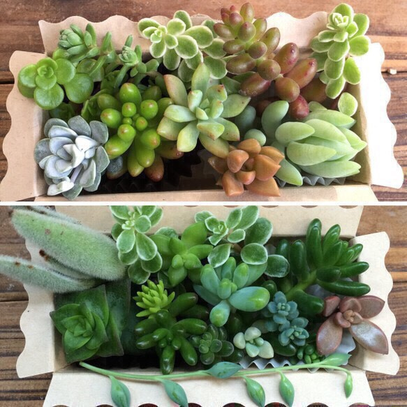 多肉植物⭐小さなカット苗たち⭐D⭐