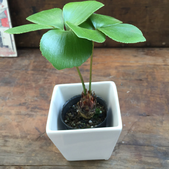 希少♡ザミア＋白鉢♡観葉植物♡多肉植物♡ガーデニング♡インテリアグリーン 4枚目の画像