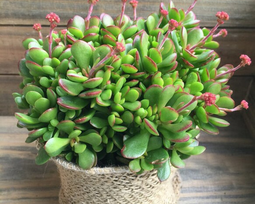 1_e7974c41e7c2a7842eeb8f302d88