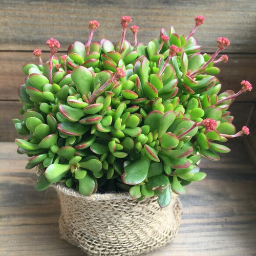 新商品♡クラッスラ♡紅稚児♡多肉植物♡ポットごと♡観葉植物