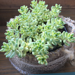 即完売♡斑入りタイトゴメ♡セダム♡多肉植物♡ガーデニング♡ポット 