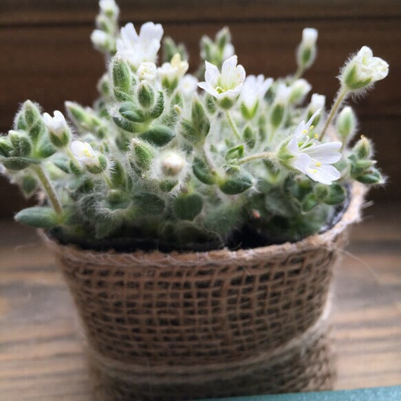 麻布でアレンジ♡スノーコットン♡観葉植物♡ガーデニング♡多肉植物♡インテリア♡ 4枚目の画像