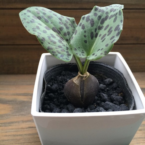 ドリミオプシス　苗　観葉植物 希少♡ドリミオプシス♡観葉植物♡多肉植物♡ガーデニング♡インテリア
