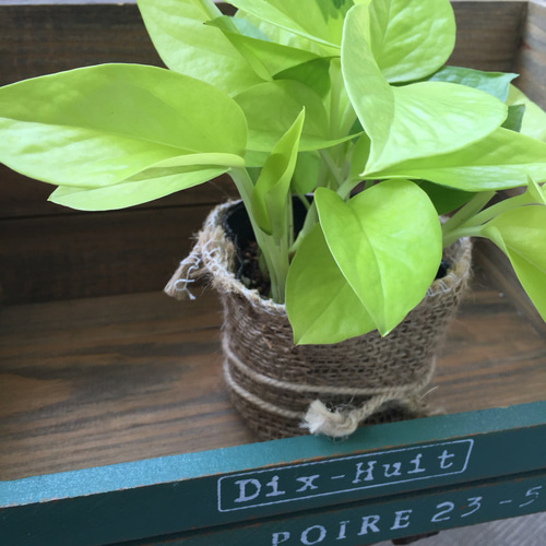 麻布アレンジ♡斑入り♡ポトス ライム♡観葉植物♡ガーデニング♡多肉