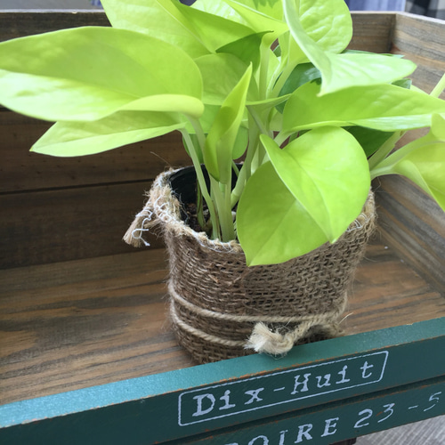 ポトスライムコンパクト　極散り斑入り 000000009987_YnCd1UH.jpg