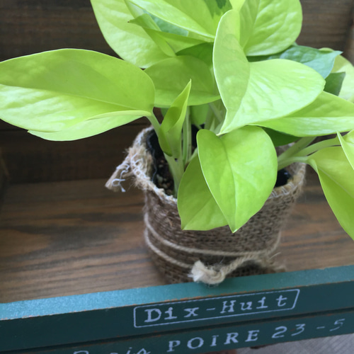 麻布アレンジ♡斑入り♡ポトス ライム♡観葉植物♡ガーデニング♡多肉