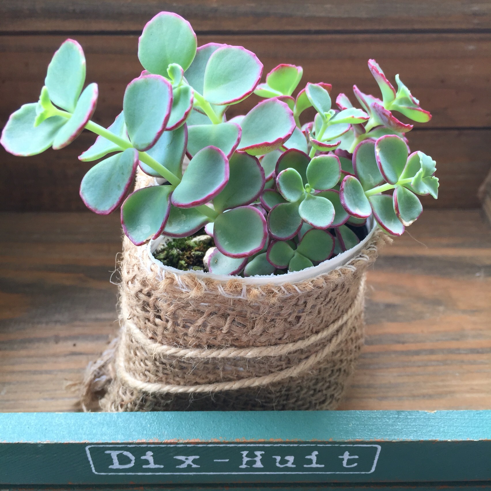 越中ミセバヤ カット苗 多肉植物 【公式通販】