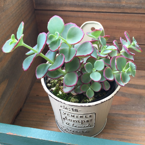 アレンジセット♡越中ミセバヤ＋ブリキ鉢♡多肉植物♡観葉植物