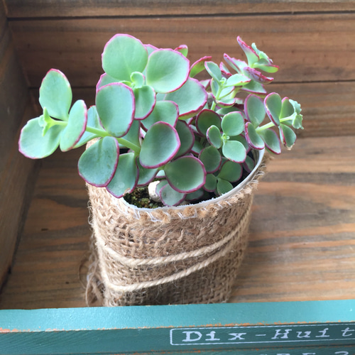 アレンジセット♡越中ミセバヤ＋ブリキ鉢♡多肉植物♡観葉植物