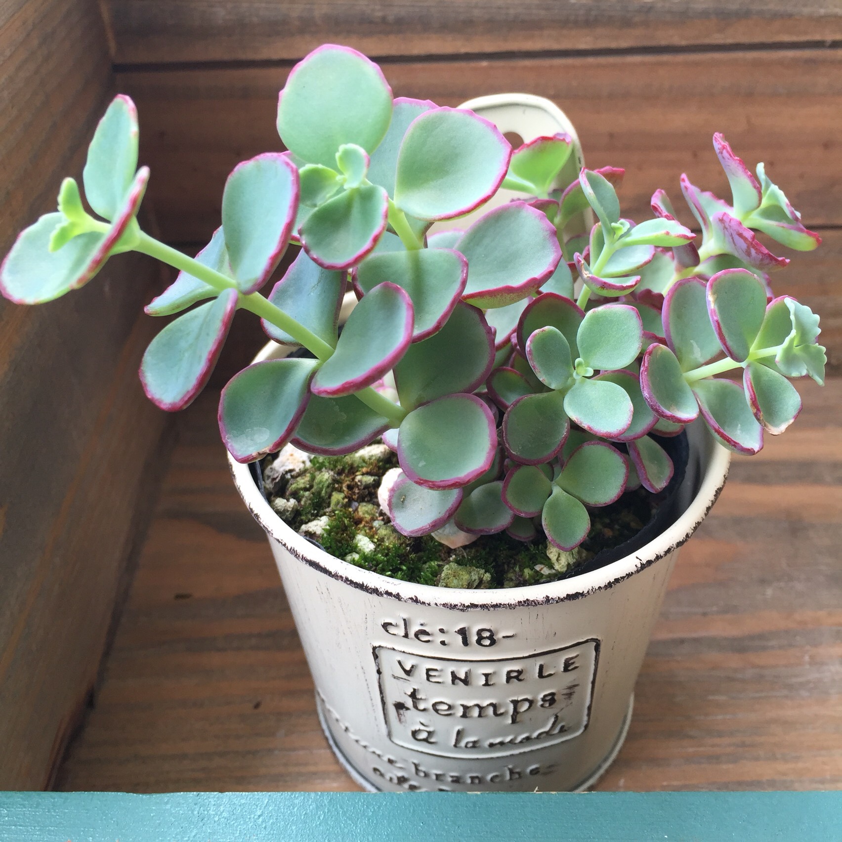 アレンジセット♡越中ミセバヤ＋ブリキ鉢♡多肉植物♡ガーデニング