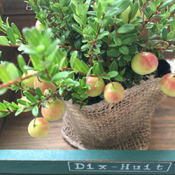 ピンクの可愛い実♡麻布アレンジ♡クランベリー♡観葉植物♡多肉植物♡ガーデニング♡インテリア 2枚目の画像