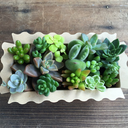多肉植物♡寄せ植えBOX♡説明書付き！初心者歓迎☆多肉のカット