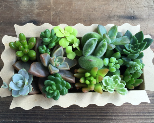 多肉植物♡寄せ植えBOX♡説明書付き！初心者歓迎☆多肉のカット