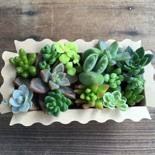 多肉植物♡寄せ植えBOX♡説明書付き！初心者歓迎☆多肉のカット苗
