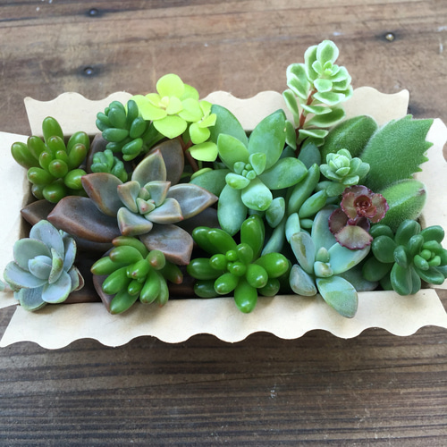 多肉植物　セダム　寄せ植え用　詰め合わせ　カット苗　ランダムパック　特注 多肉植物 セダム 寄せ植え用 詰め合わせ カット苗 ランダム