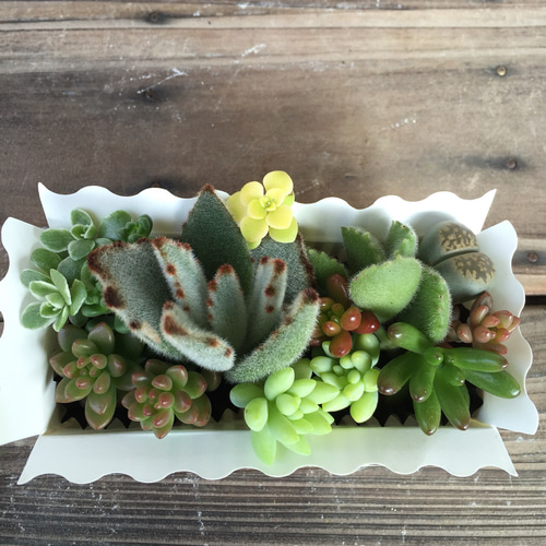 多肉植物♡寄せ植えBOX♡説明書付き！初心者歓迎☆多肉のカット苗