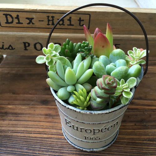 多肉植物♡寄せ植えBOX♡説明書付き！初心者歓迎☆多肉のカット苗
