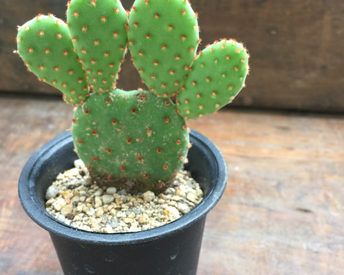 サボテン様　ご予約品 多肉植物）サボテン オプンチア ランセオラータ 青海波