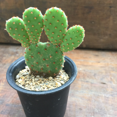 男*屋様 土鉢付き タロック錦 I550×15株 多肉植物 エケベリア