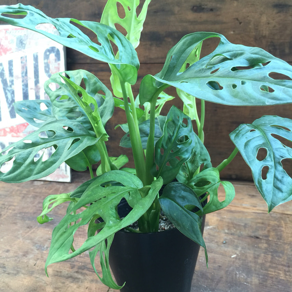 マドカズラ 斑入り No.35 【Monstera モンステラ】 大株6本程度