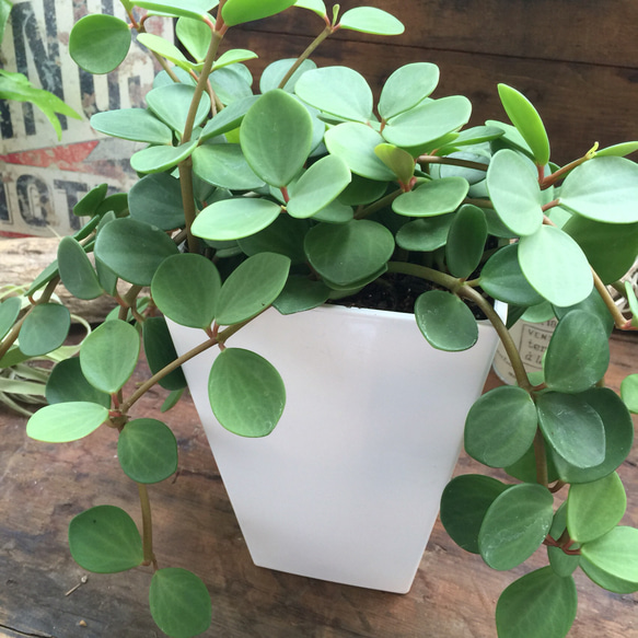 SALE♡大株♡インテリア♡ペペロミア♡ホープ♡多肉植物♡観葉