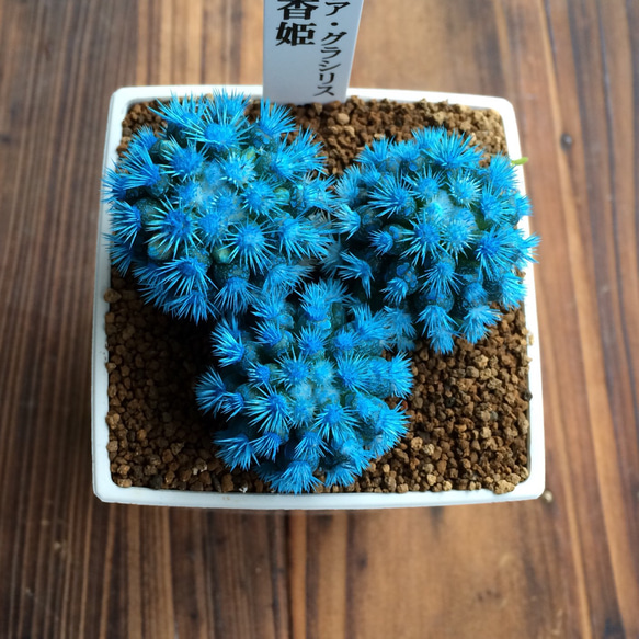 やっと入荷♡明日香姫♡水色♡カラーあり♡サボテン♡多肉植物