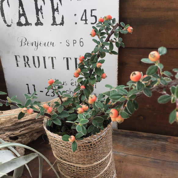 SALE♡値下げ♡麻布アレンジ♡オレンジの実♡つる状♡コトネアスタ♡グラウコ♡観葉植物♡多肉植物 5枚目の画像