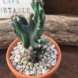 サボテン 岩石獅子【B】 ドライガーデン ガーデニング シルバーブルー