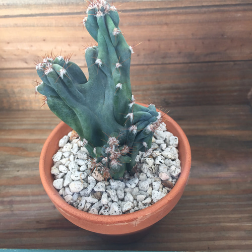 鉢つき♡3個のみ♡岩石獅子♡サボテン♡多肉植物♡ガーデニング