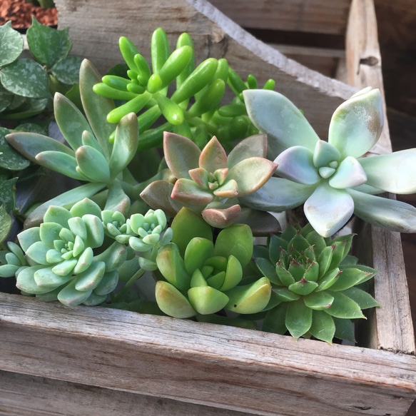 根付き苗7個セット♡お得♡寄せ植えセット♡多肉植物♡セダム